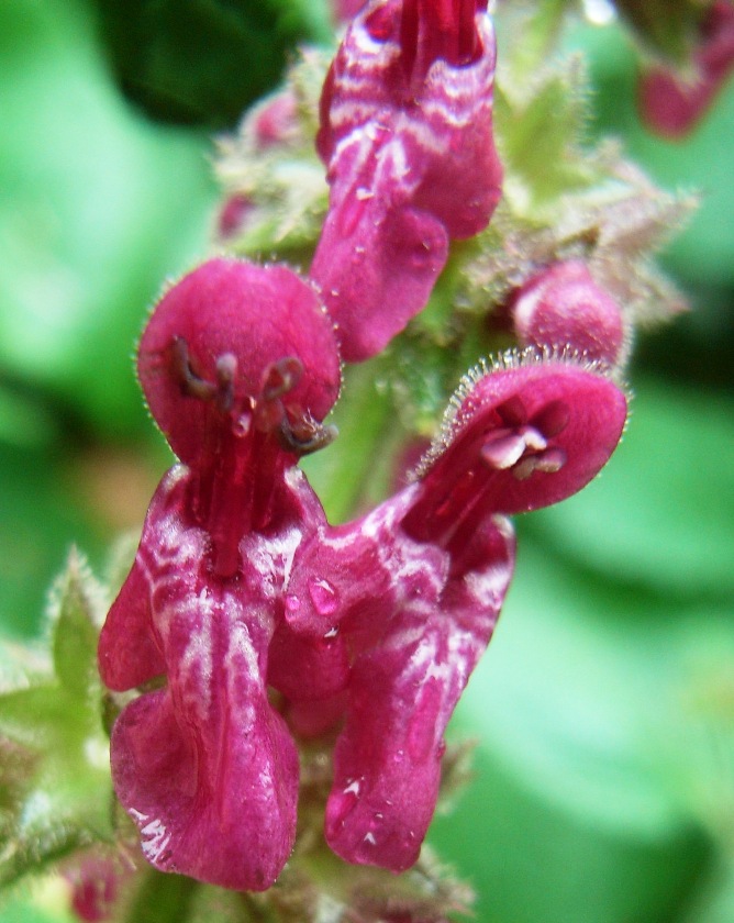 Stachys sylvatica